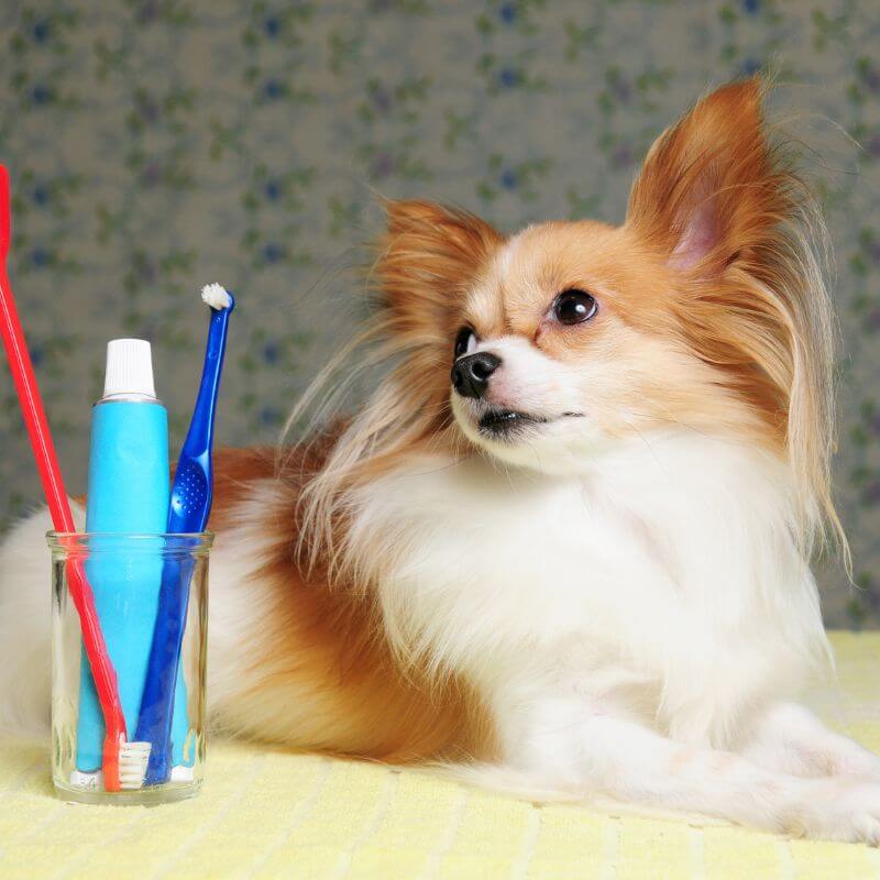 Pet Dental Special